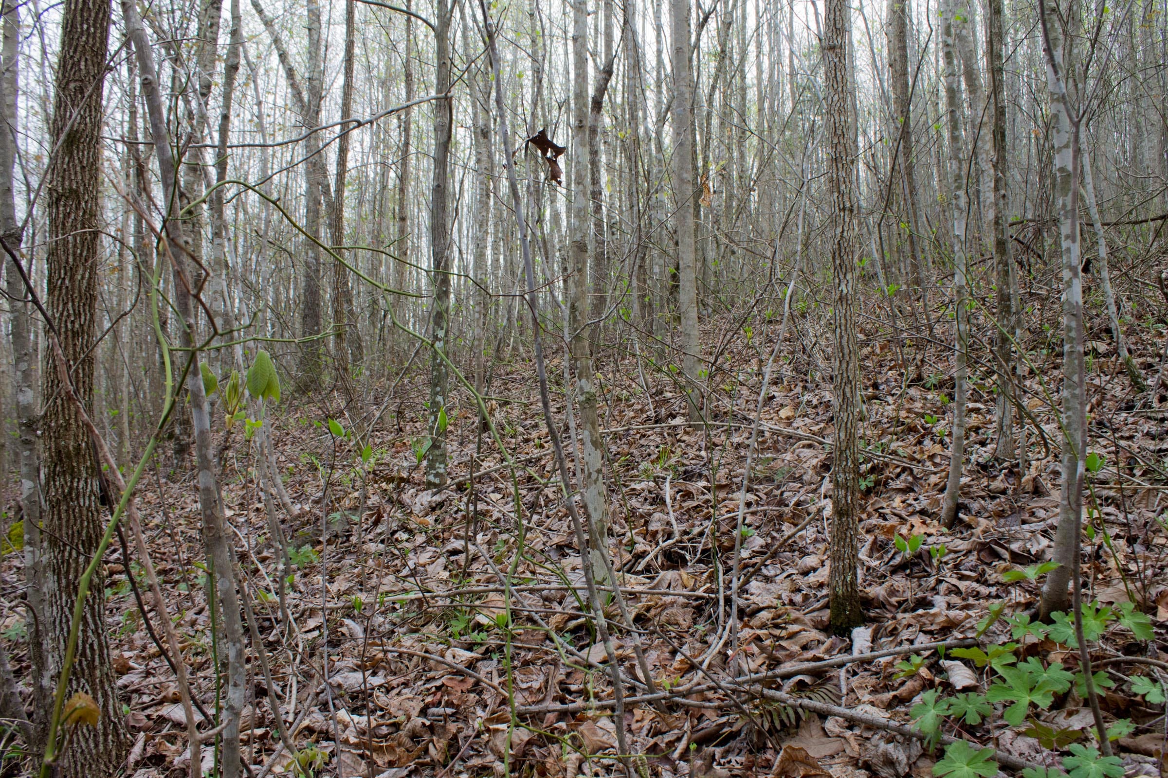 Hidden Hills Tract 50 photo 4