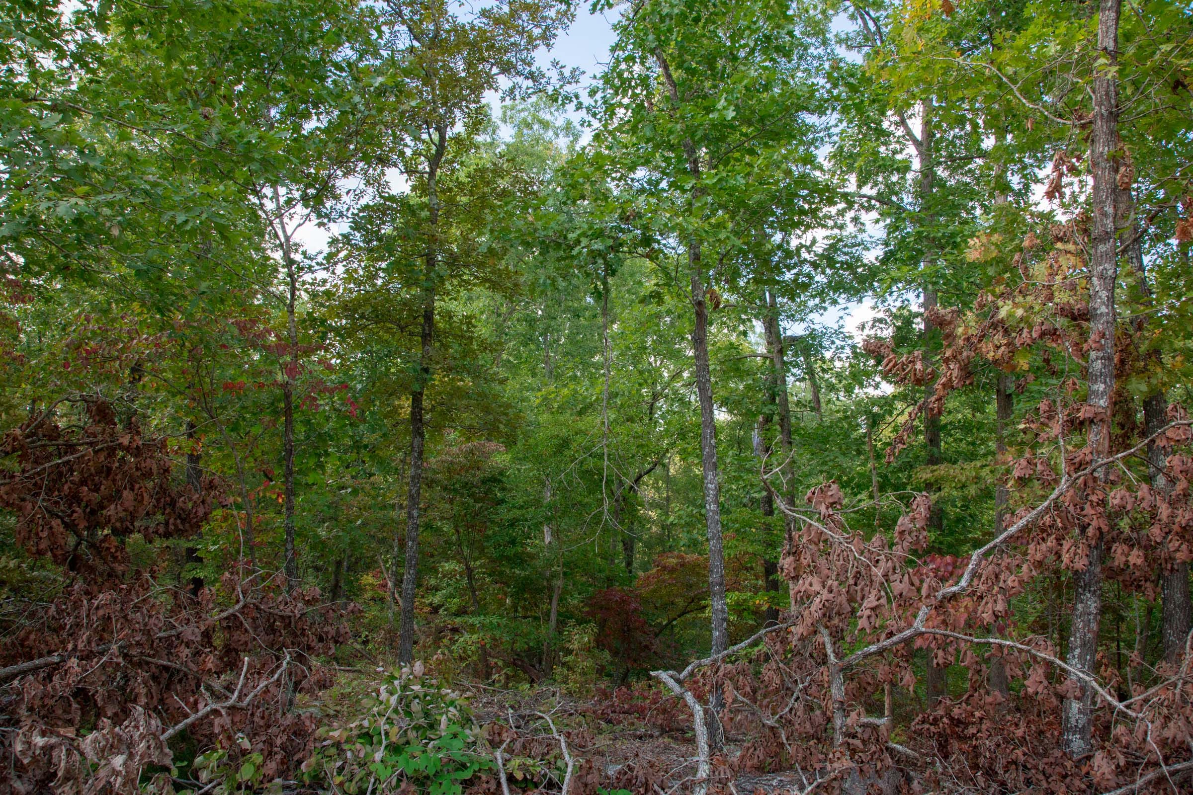 Wagon Wheel Ranch Tract 22 photo 6