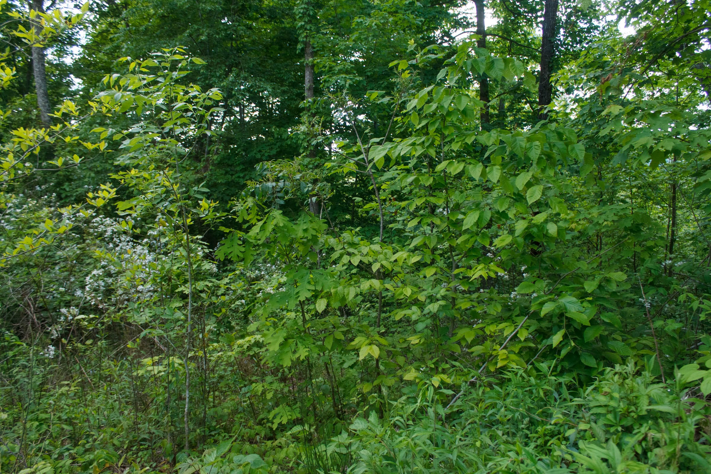 Riverbend Tract 5 photo 4