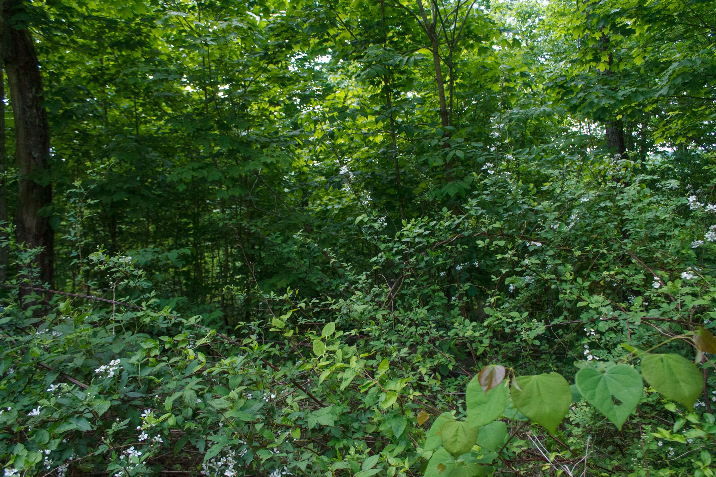 Riverbend Tract 5 photo 5