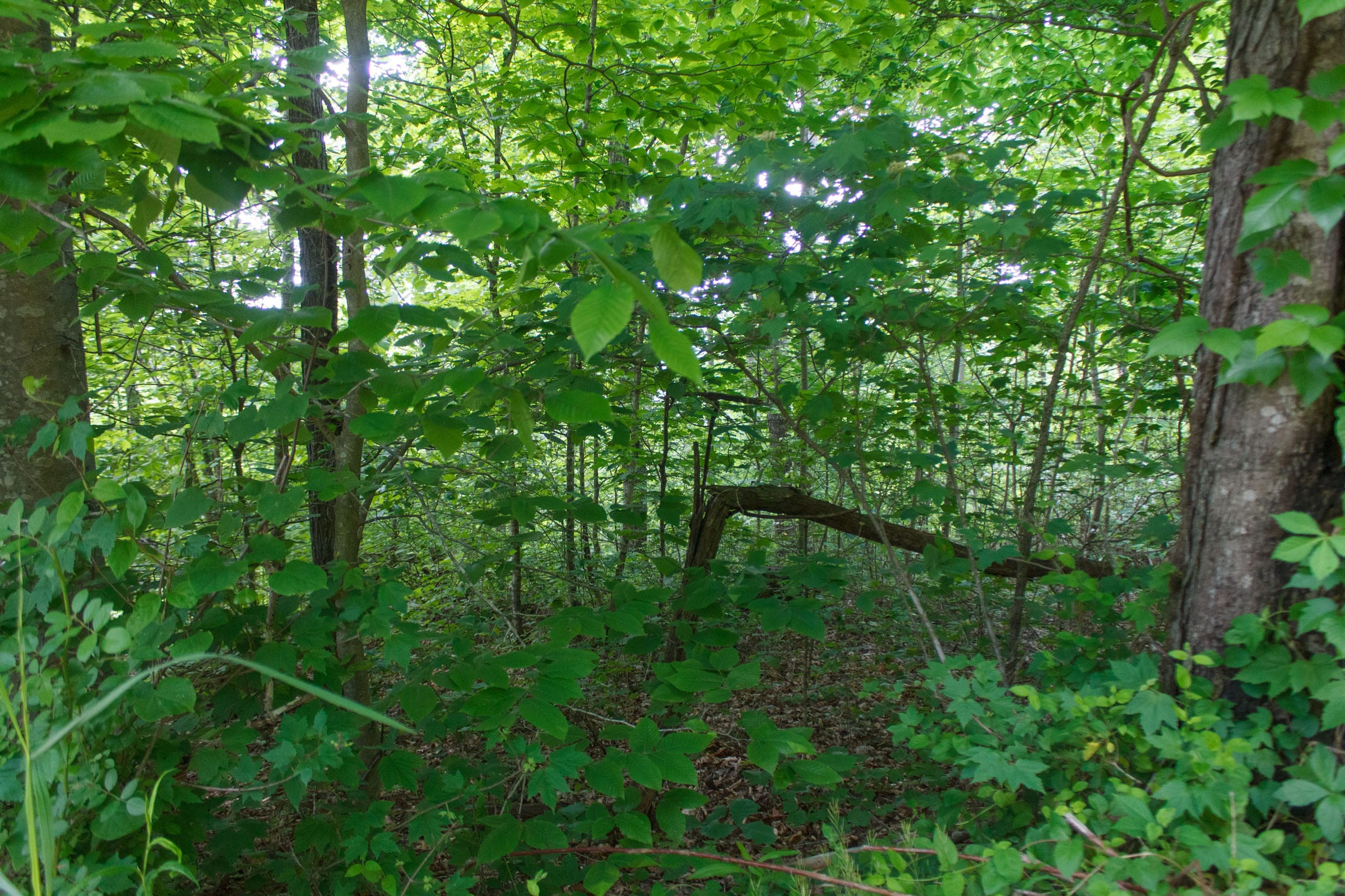 Riverbend Tract 5 photo 6