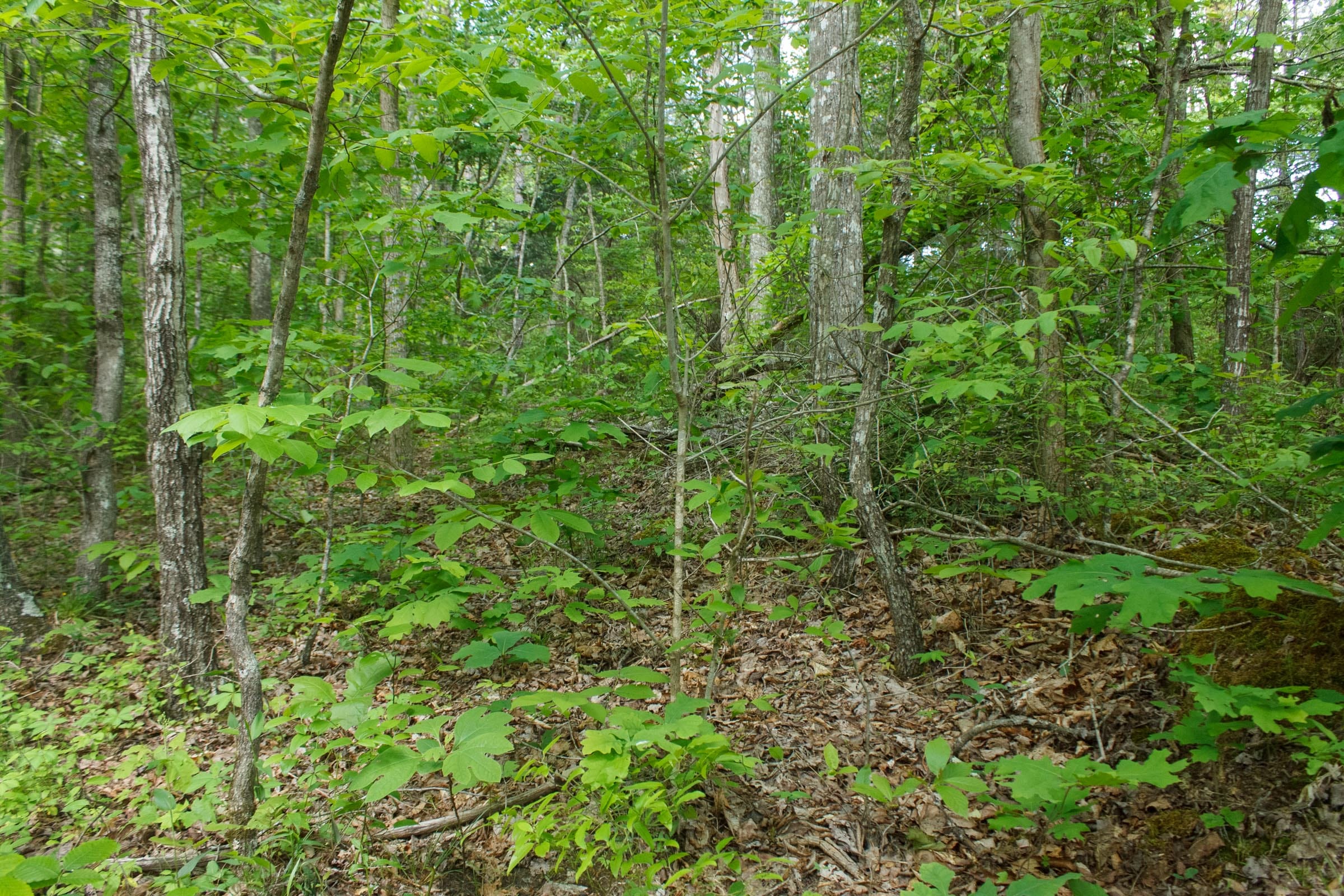 Riverbend Tract 5 photo 7