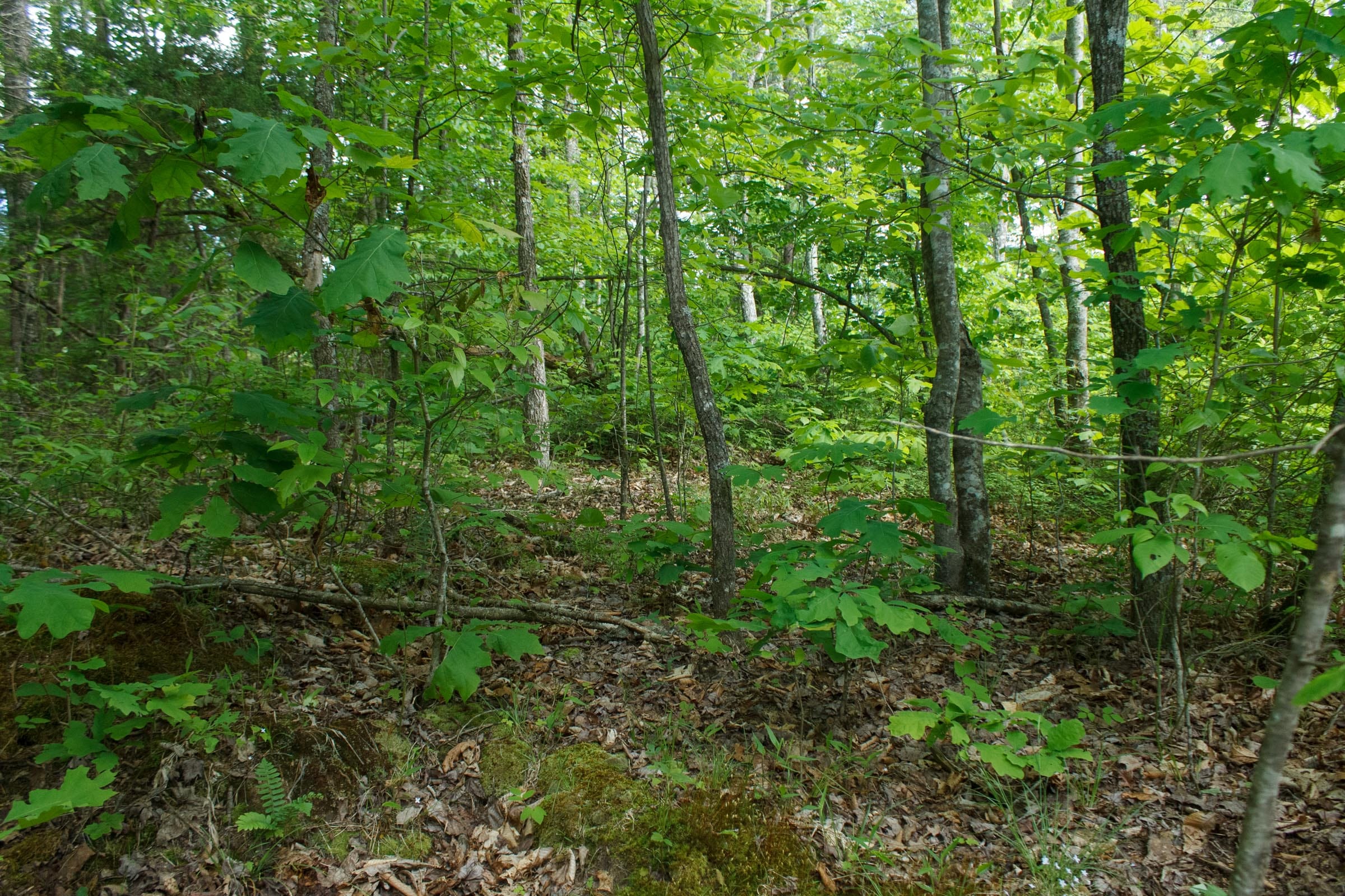 Riverbend Tract 5 photo 9