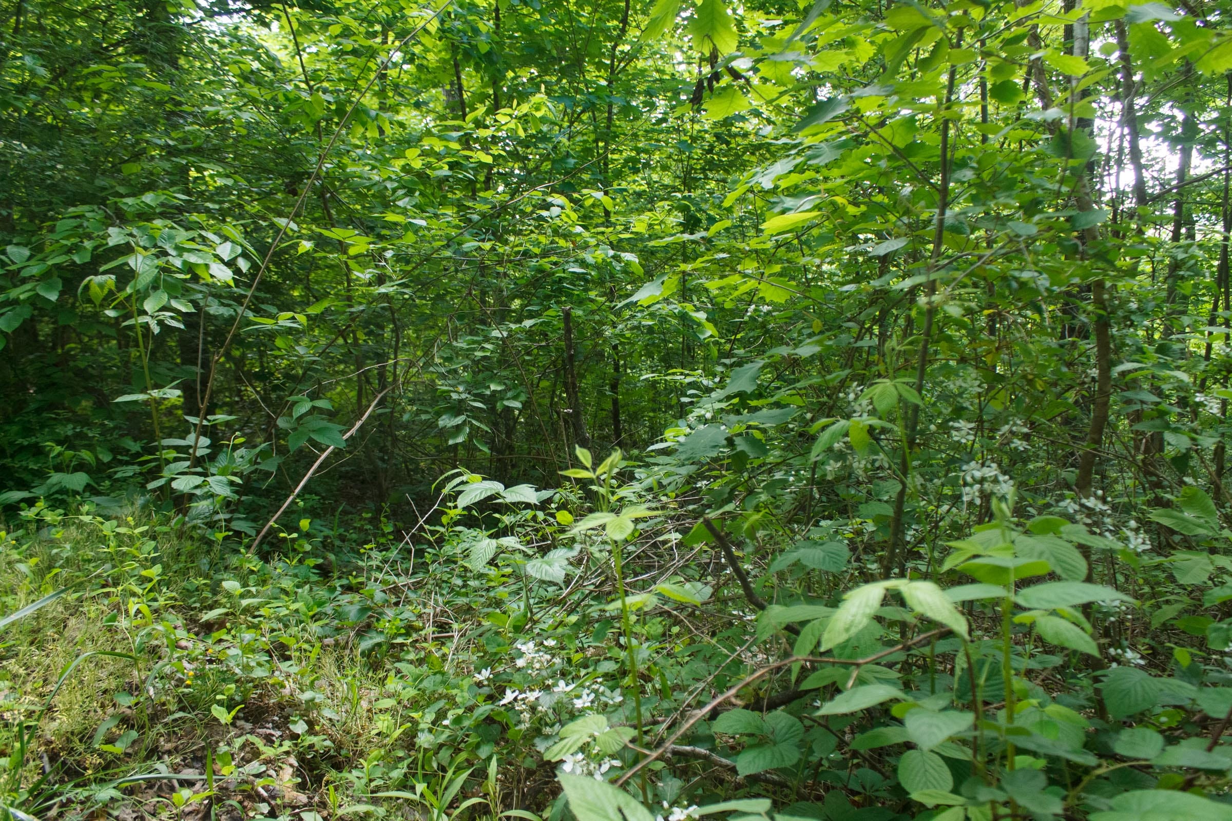 Riverbend Tract 5 photo 11