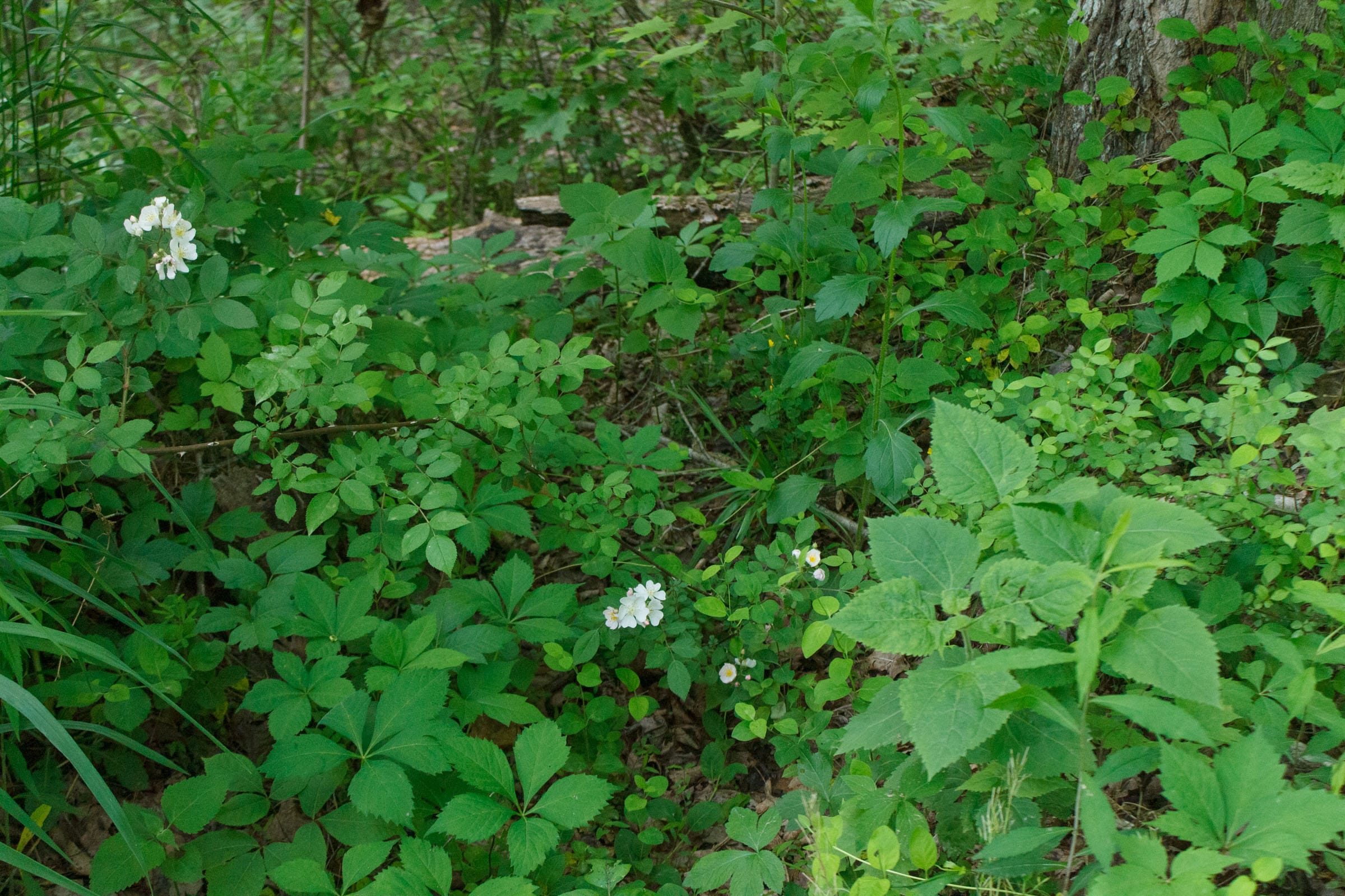 Riverbend Tract 5 photo 12