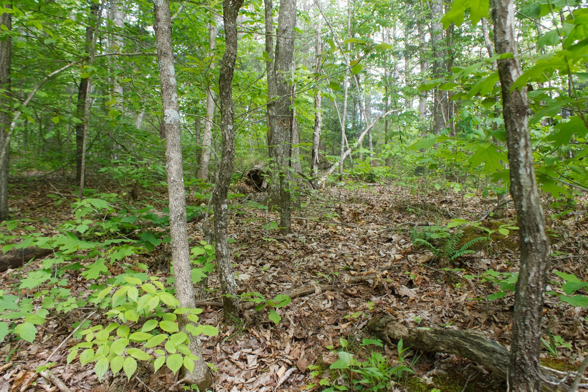 Riverbend Tract 5 photo 14