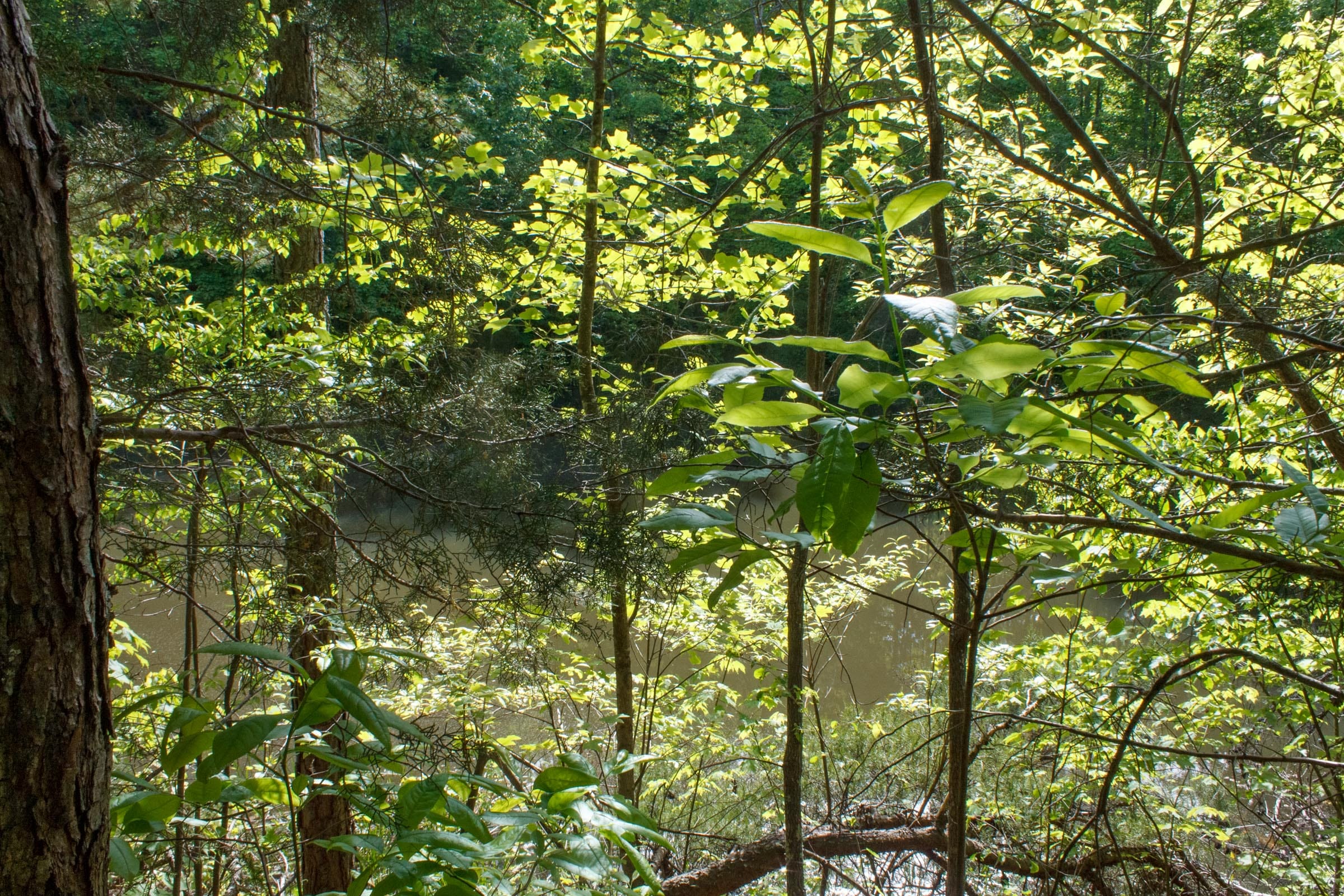 Riverbend Tract 5 photo 15