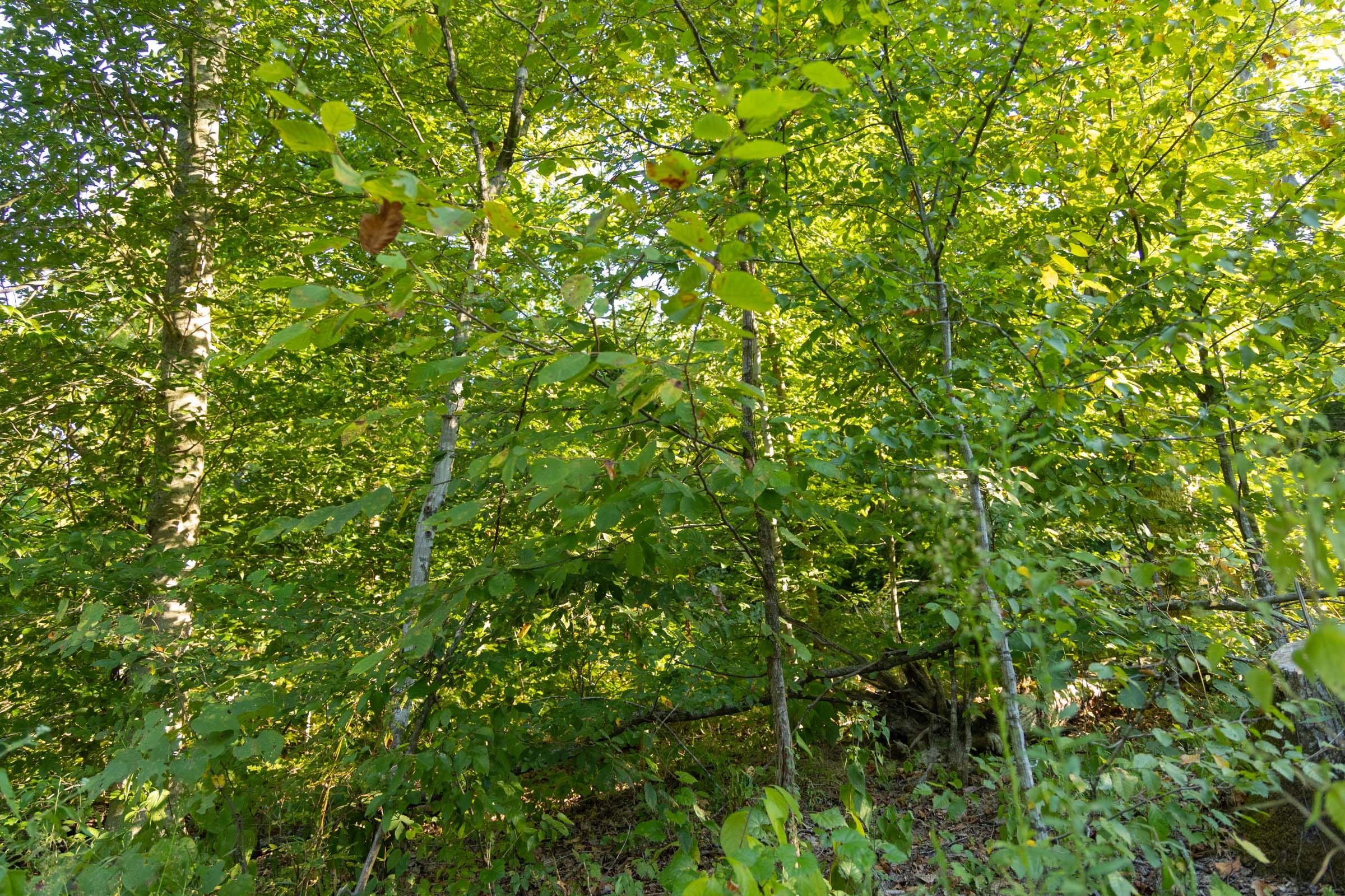 Big White Oak Tract 91 photo 11