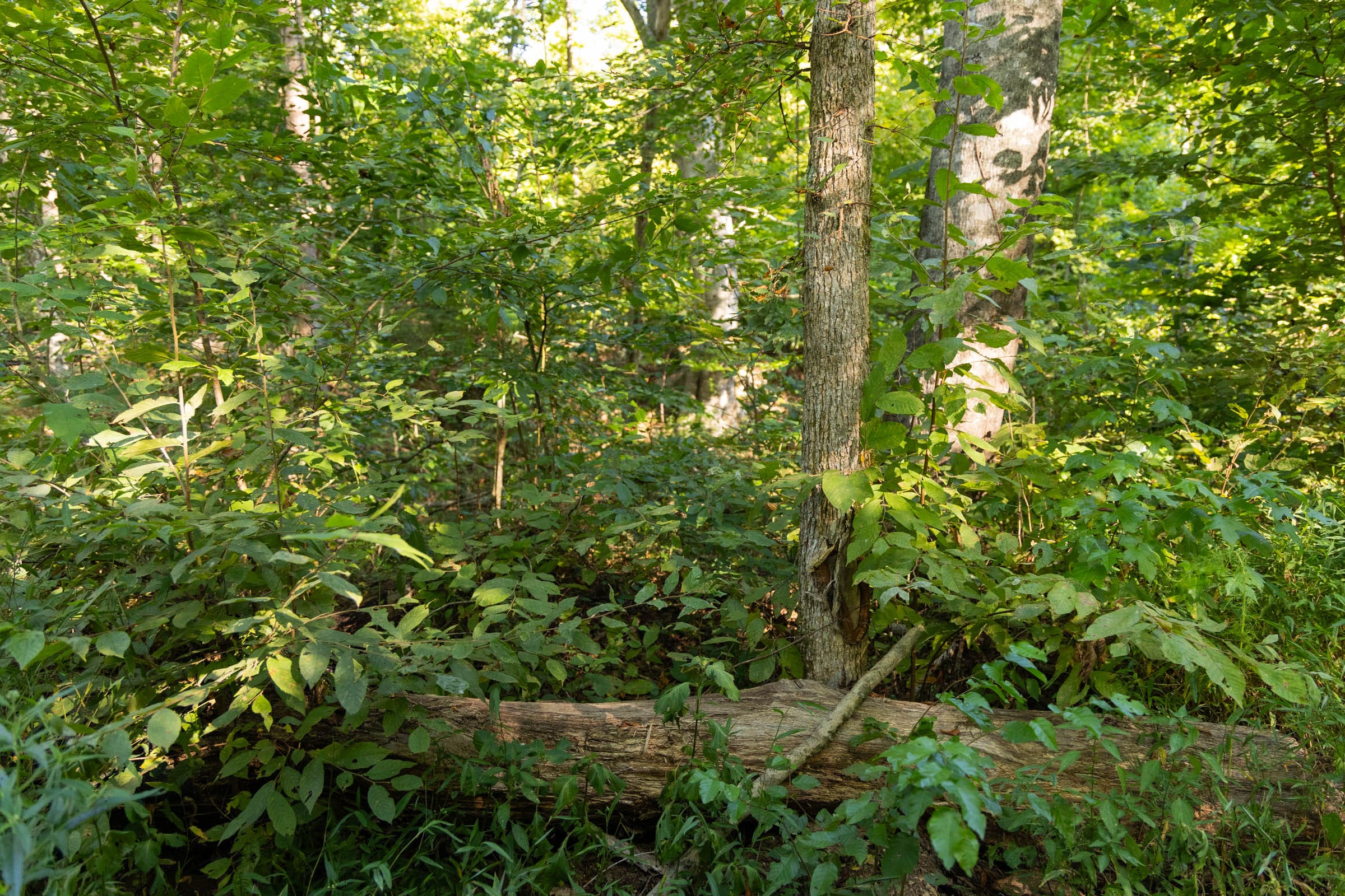 Big White Oak Tract 91 photo 10