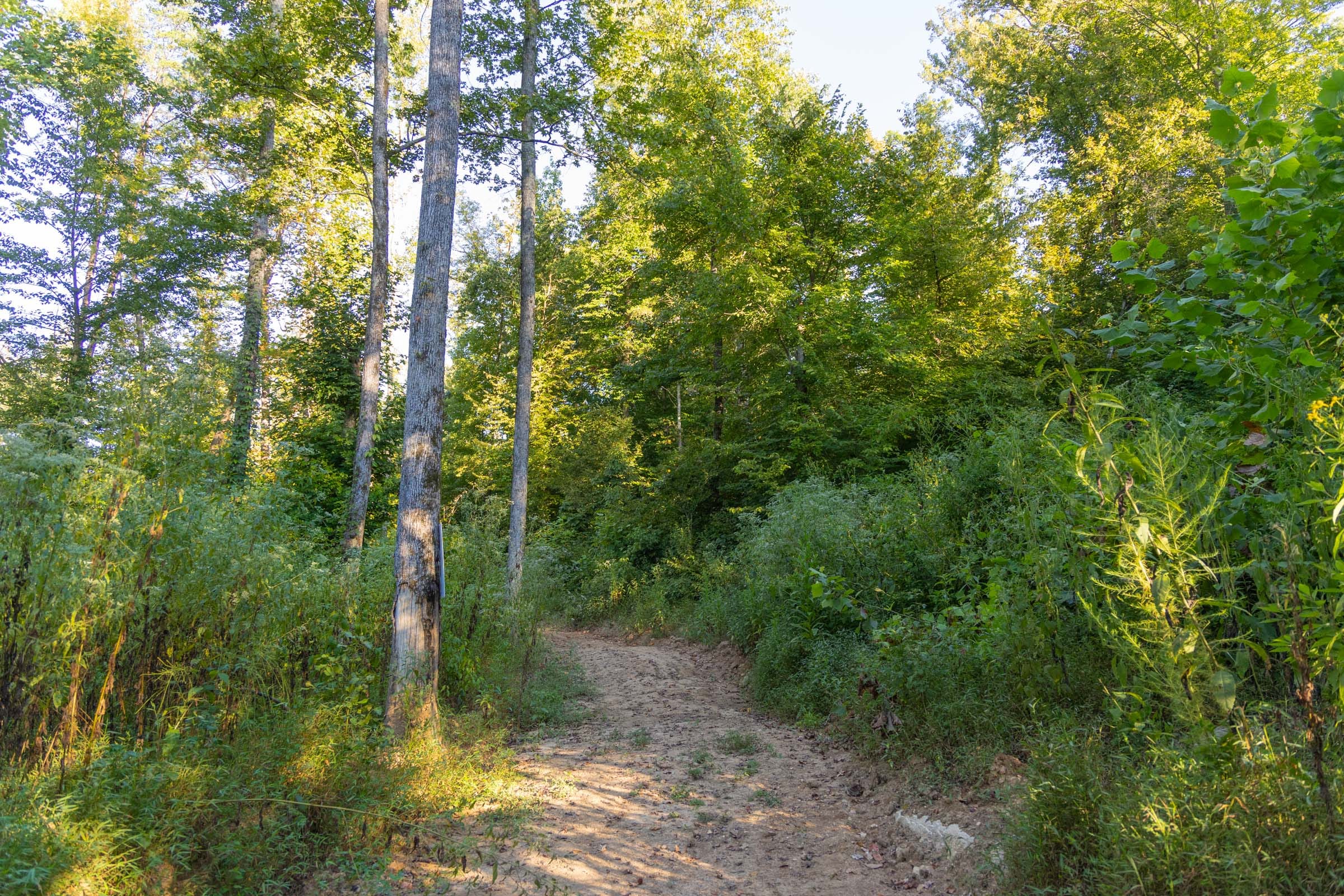 Big White Oak Tract 91 photo 9