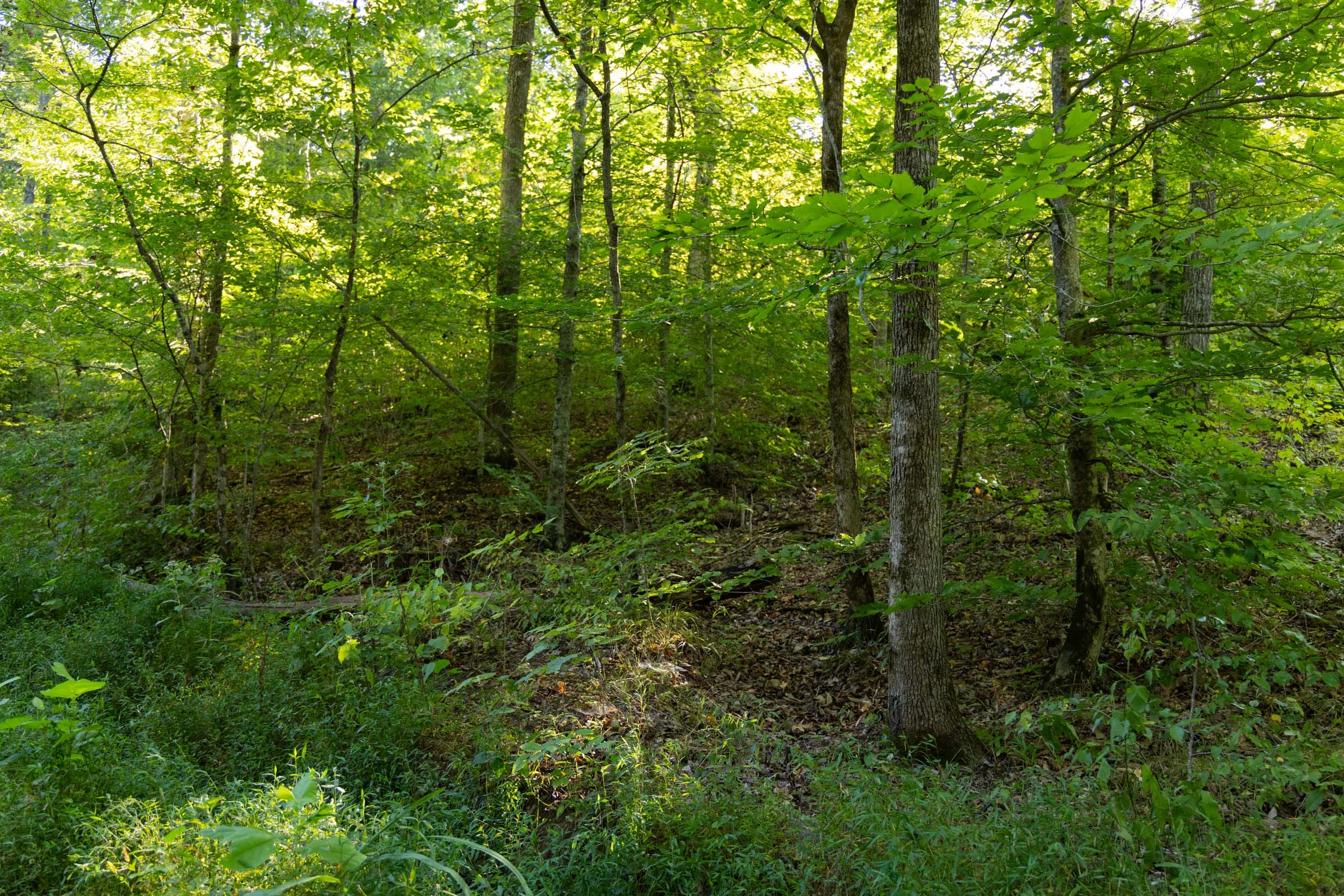 Big White Oak Tract 91 photo 8