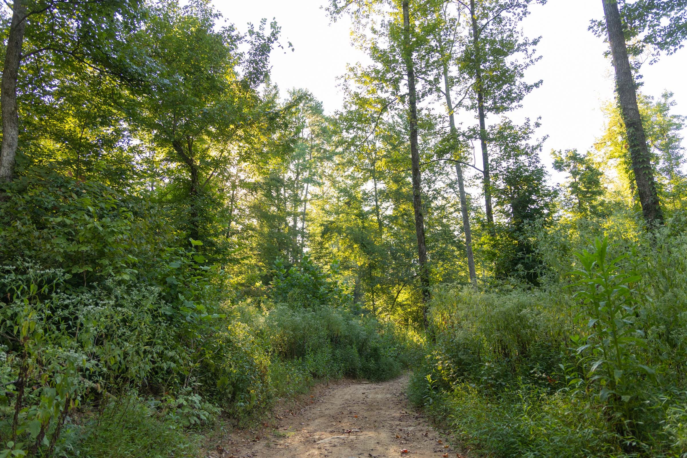 Big White Oak Tract 91 photo 7