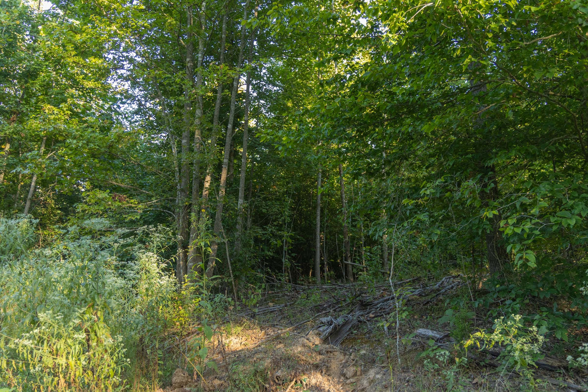 Big White Oak Tract 91 photo 5