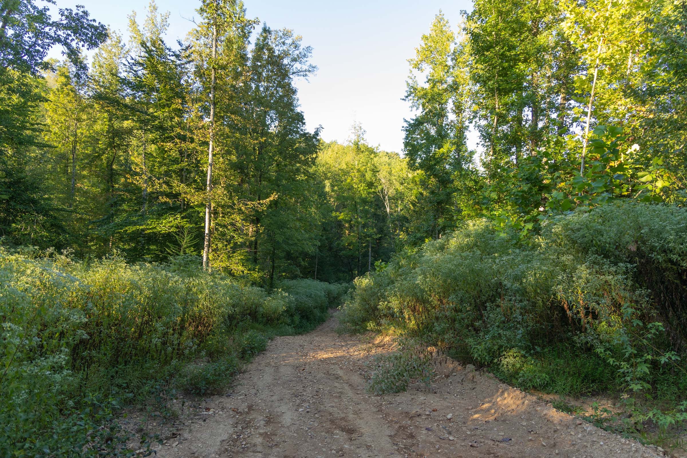 Big White Oak Tract 91 photo 4