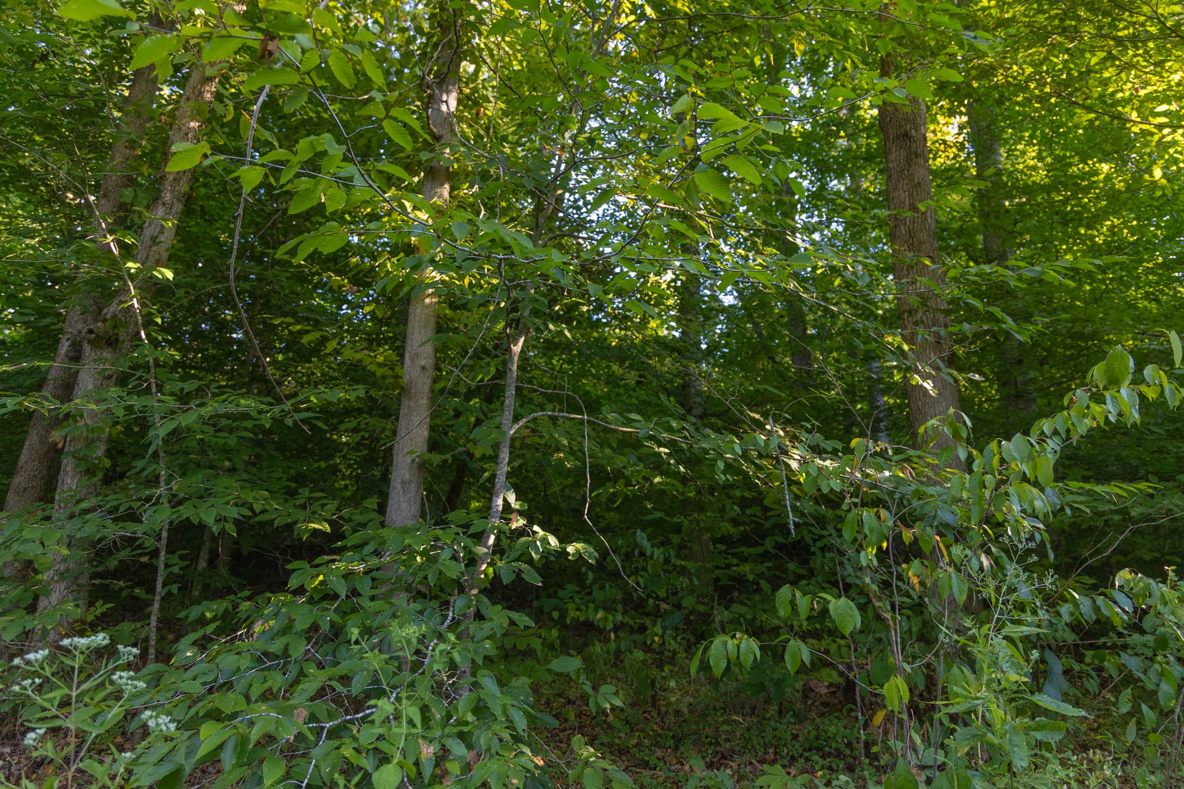 Big White Oak Tract 91 photo 3