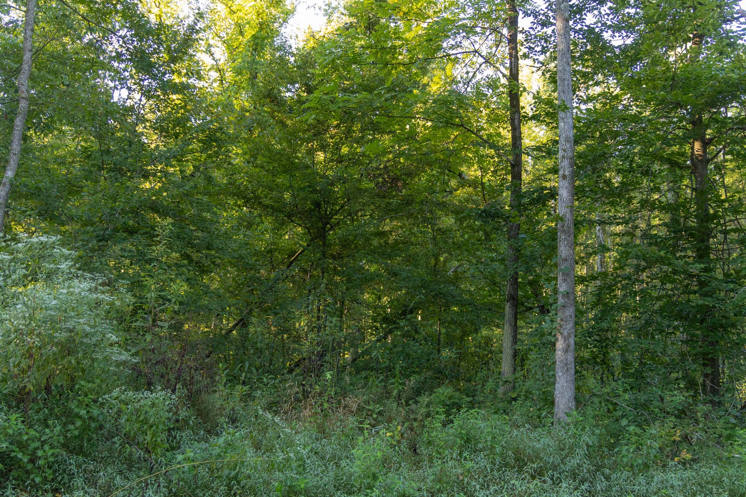 Big White Oak Tract 91 photo 2