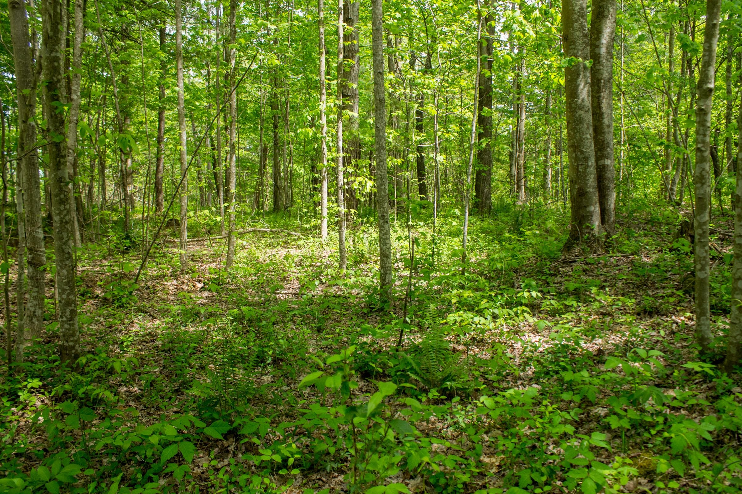 Trails End Tract 4 photo 3