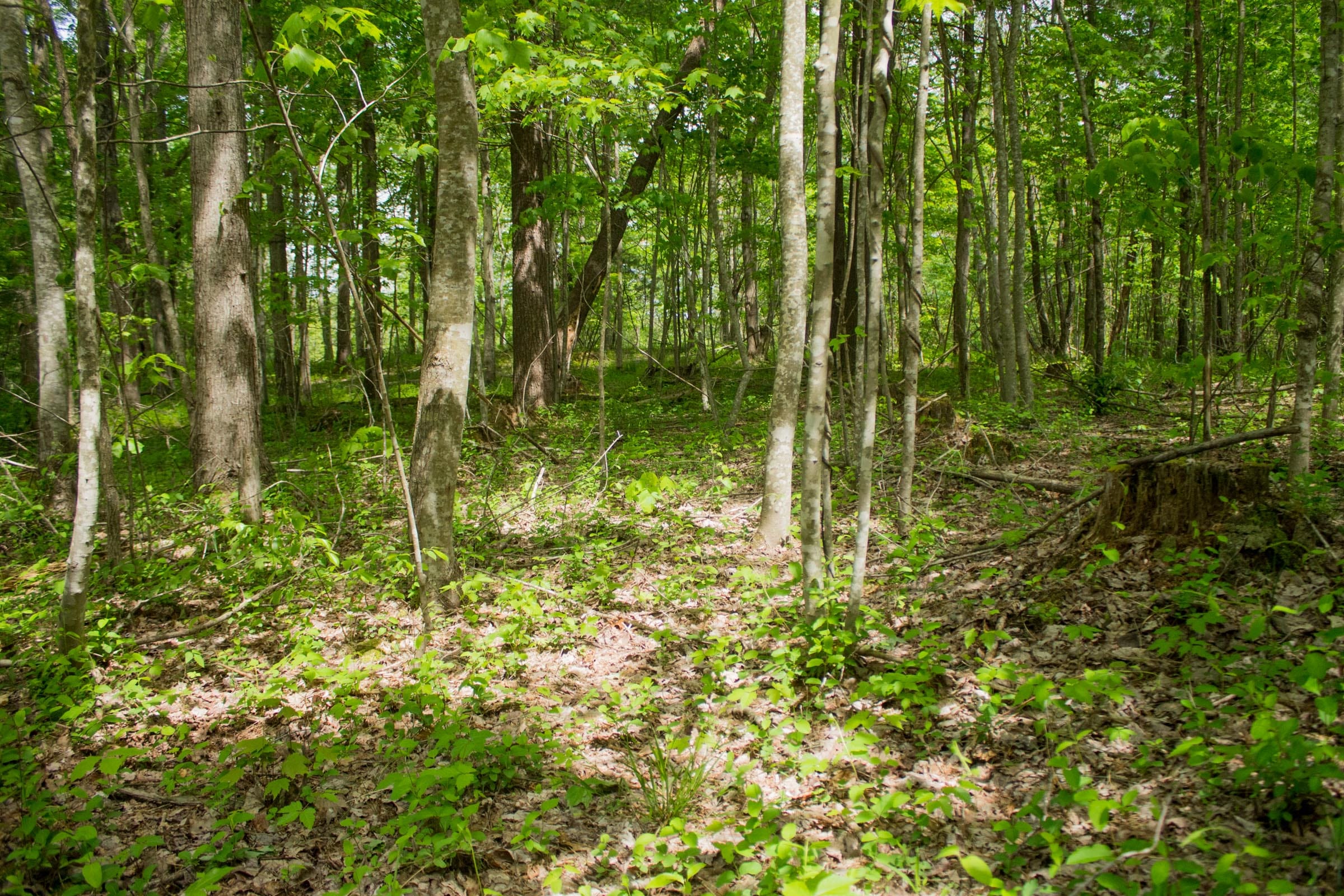 Trails End Tract 4 photo 4