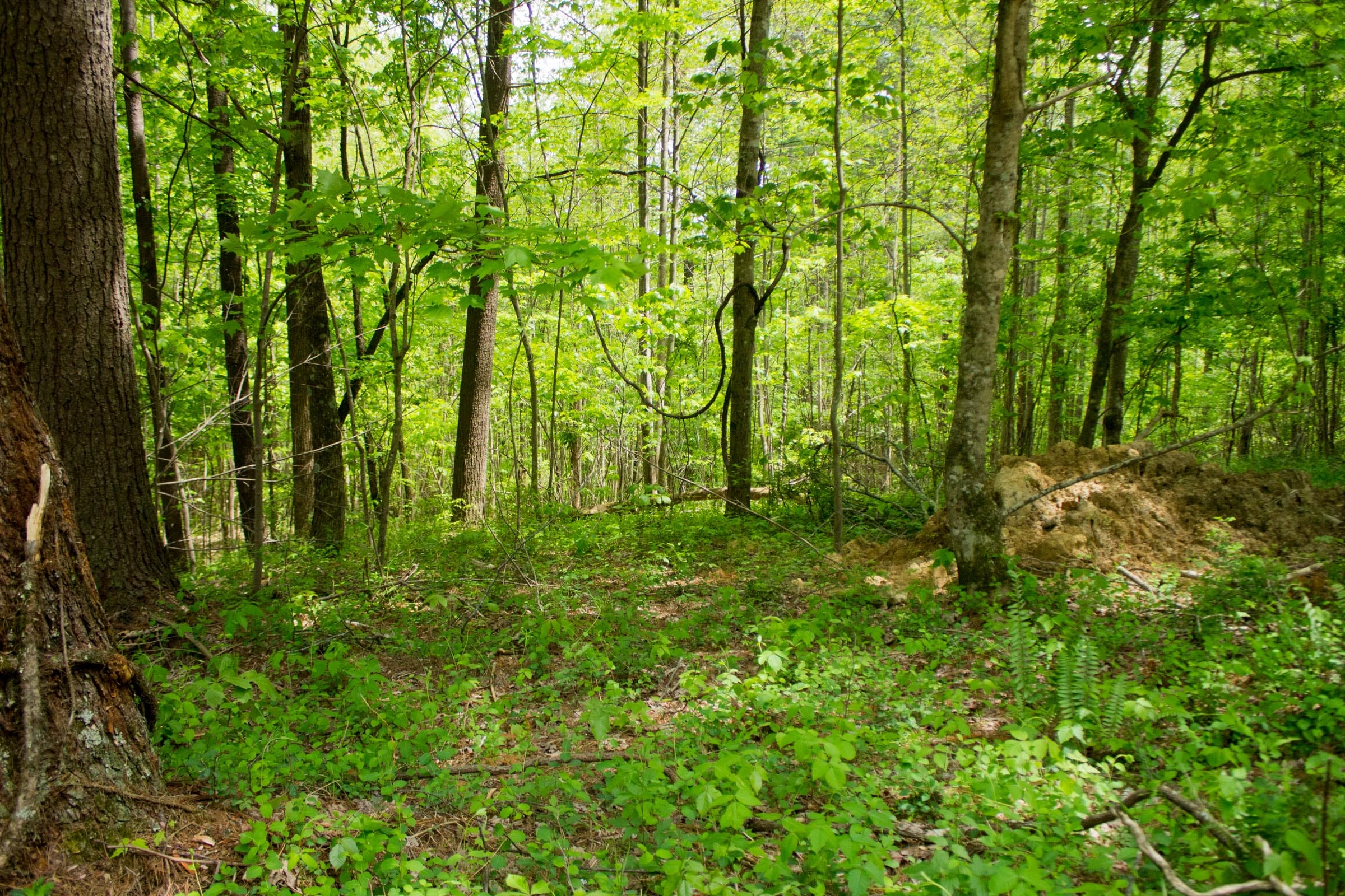 Trails End Tract 4 photo 8