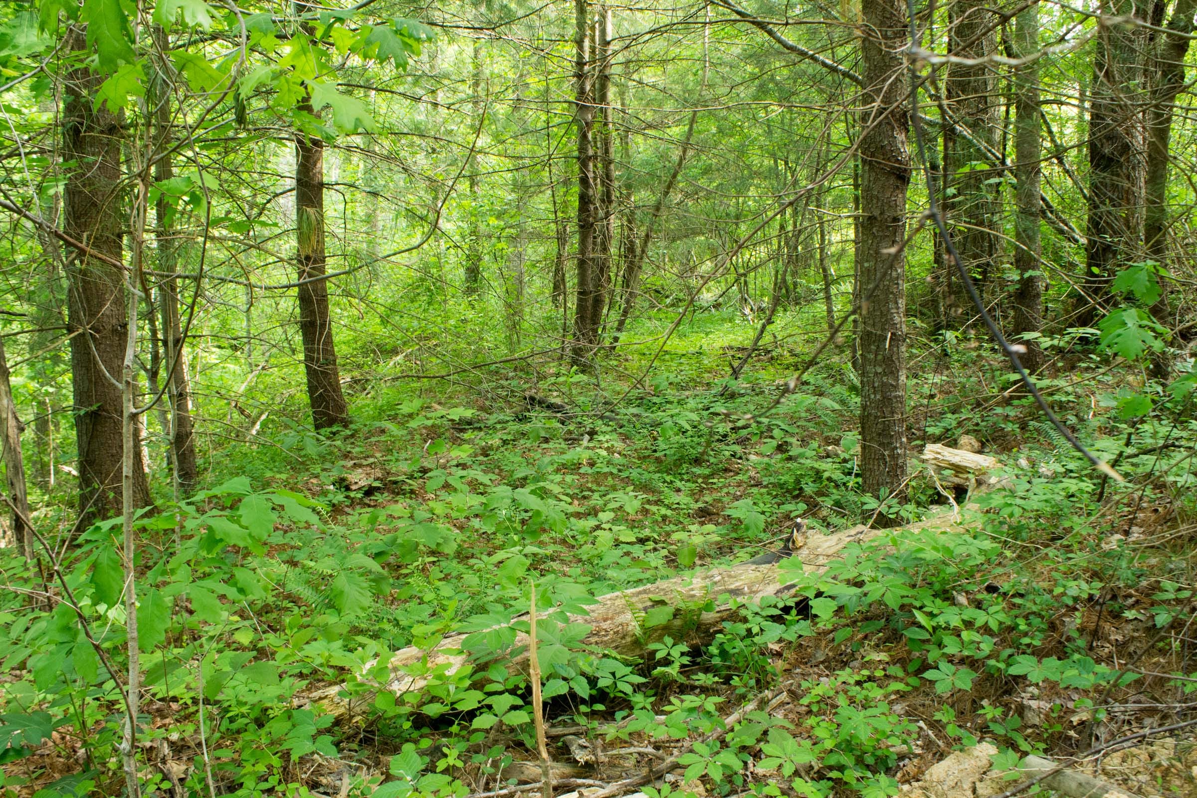 Trails End Tract 4 photo 9