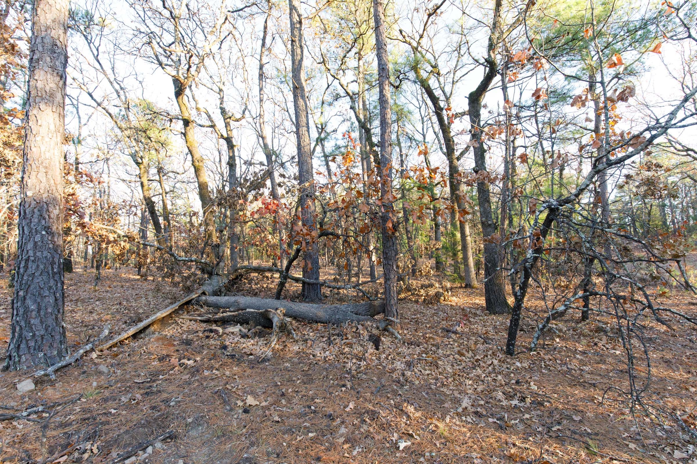 Stone Bridge Phase II Tract 90 photo 2
