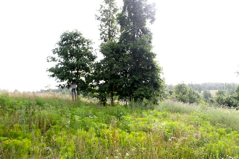 Green Mountain Ranch Tract 3 photo 5