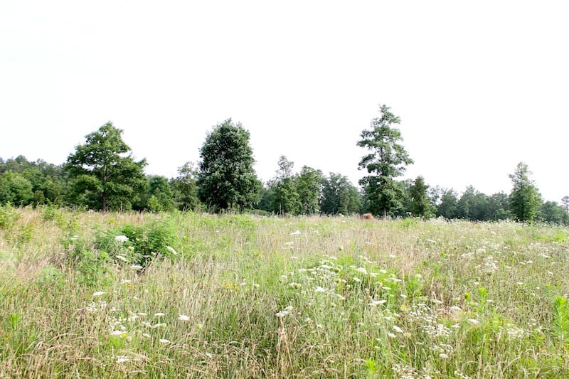 Green Mountain Ranch Tract 3 photo 8