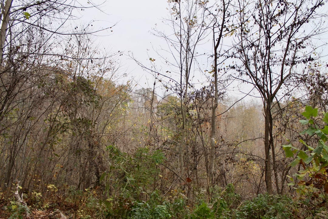 Autumn Ridge Tract 12 photo 4