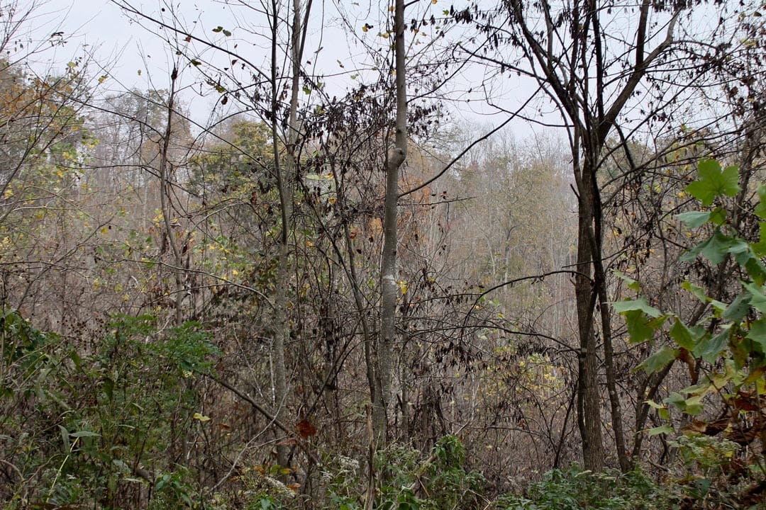 Autumn Ridge Tract 12 photo 5