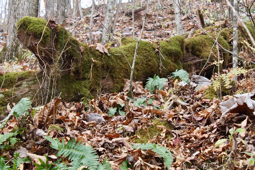 Autumn Ridge Tract 12 photo 7