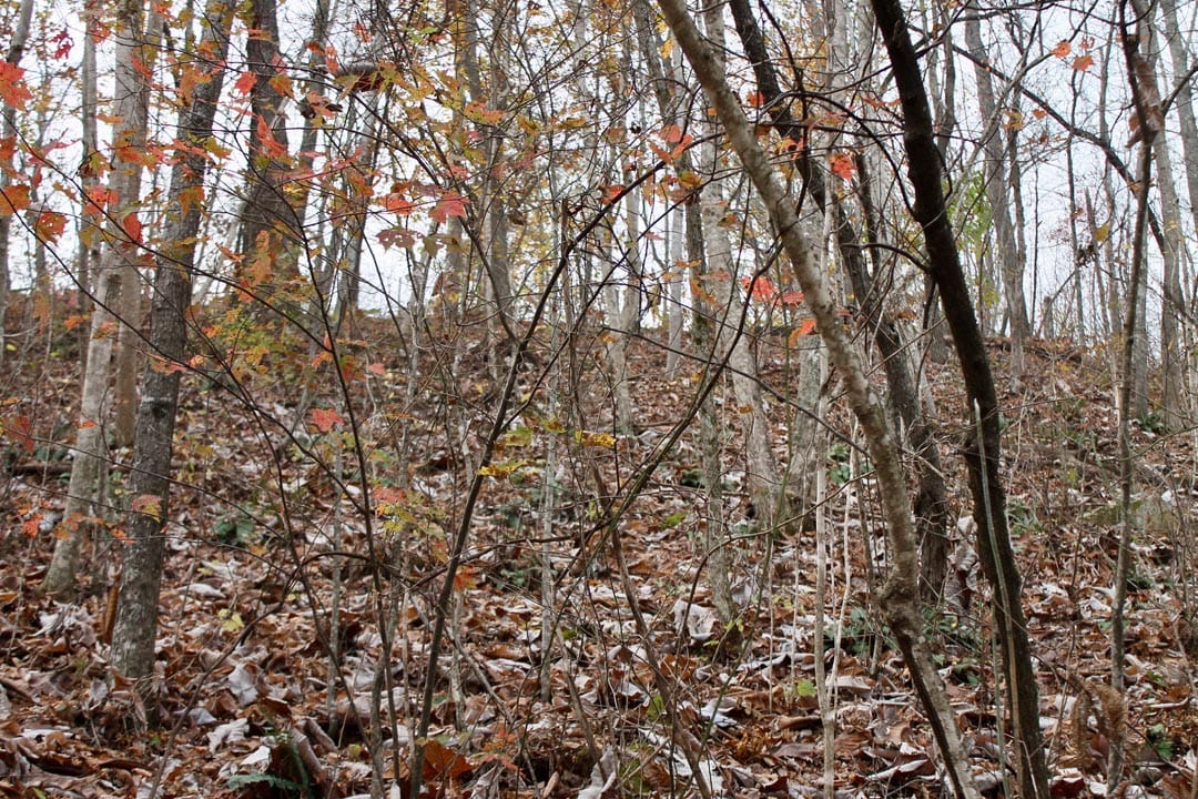 Autumn Ridge Tract 12 photo 9