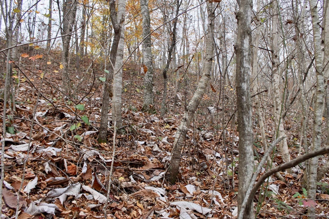 Autumn Ridge Tract 12 photo 10