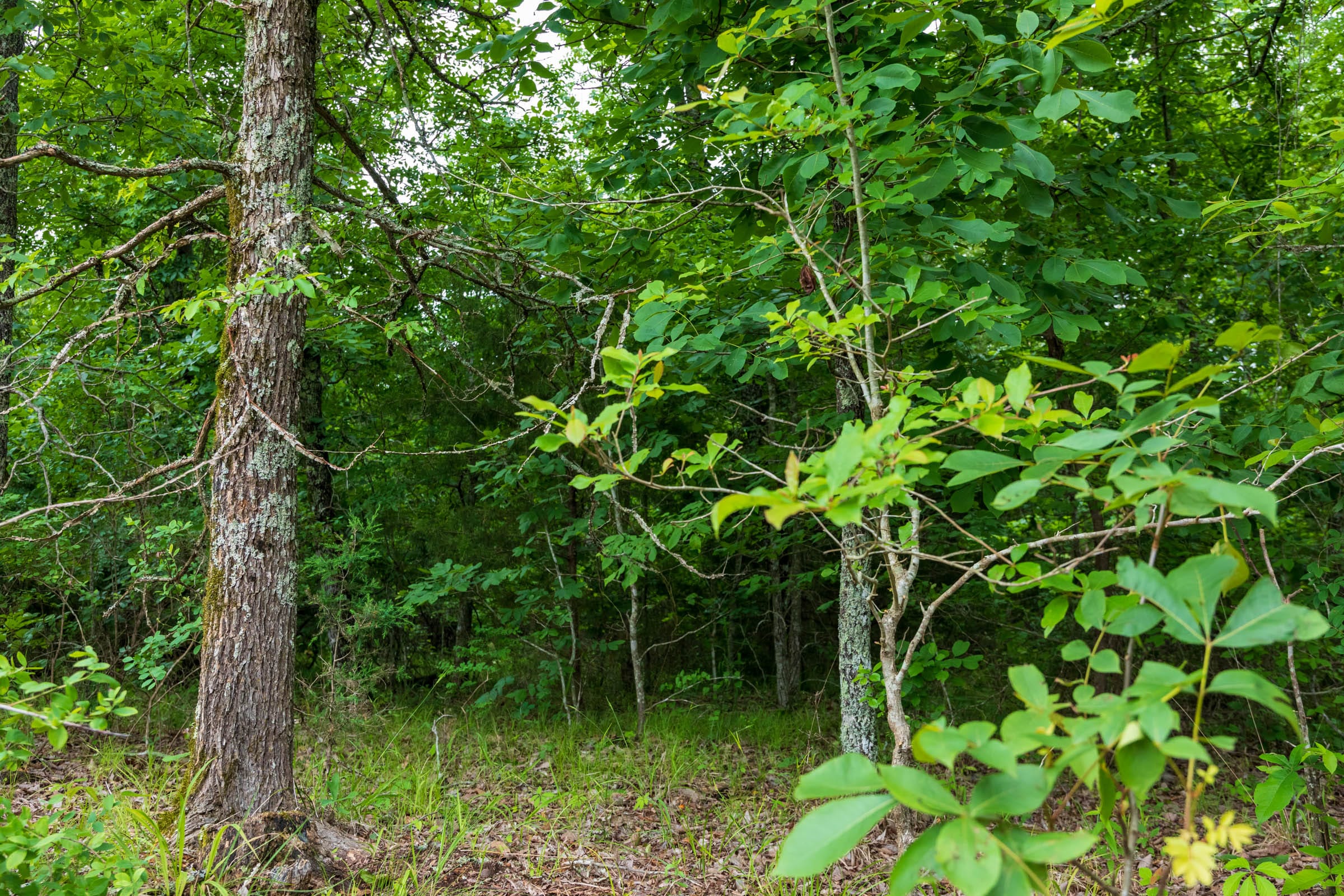Falcon Crest Tract 7 photo 3