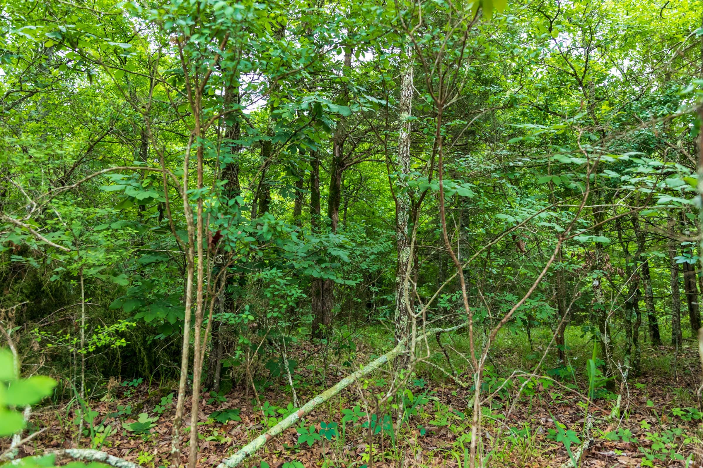 Falcon Crest Tract 7 photo 5