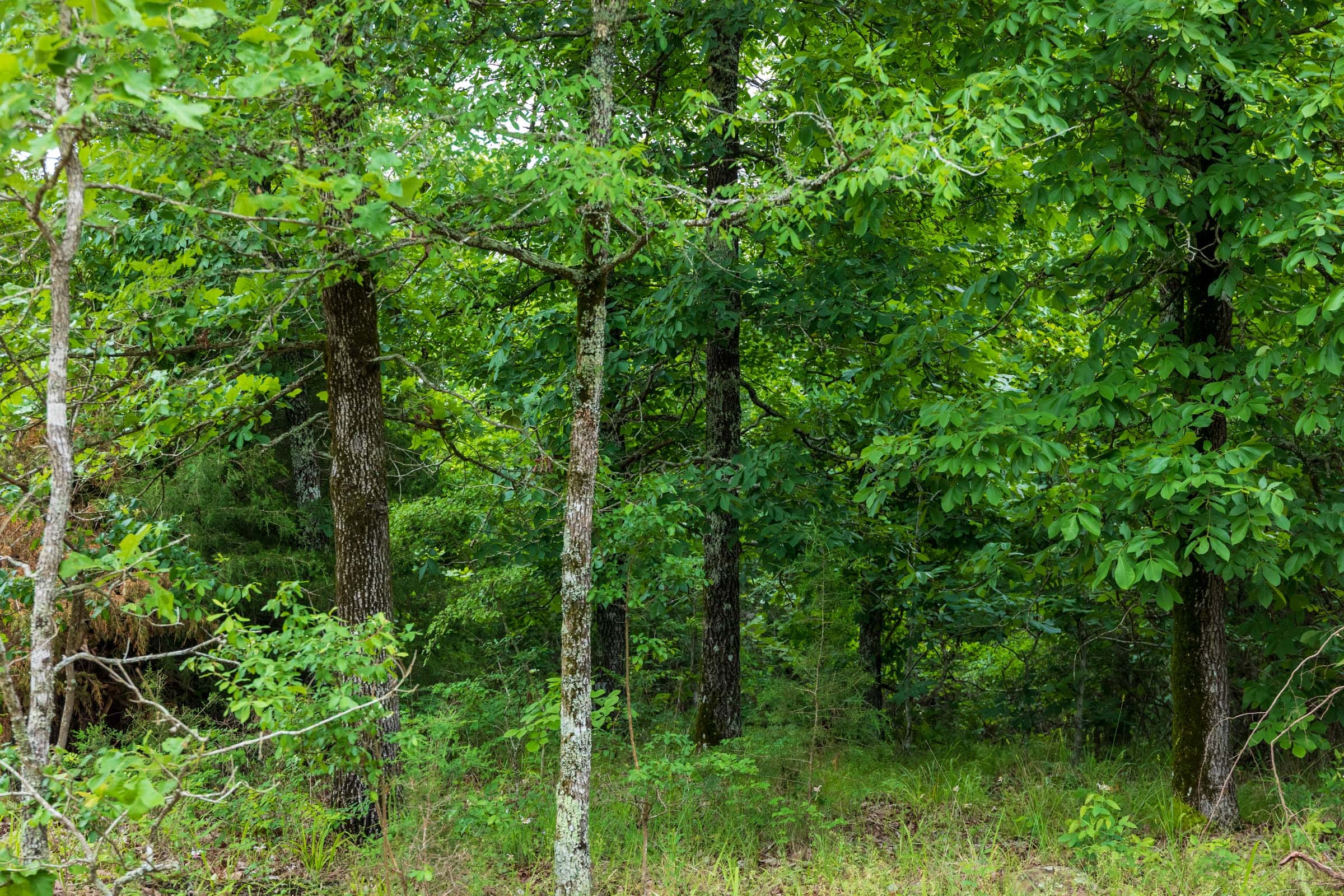 Falcon Crest Tract 7 photo 7