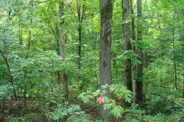 Sugartree Falls Tract 50 photo 3