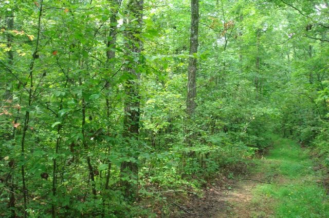Sugartree Falls Tract 50 photo 4