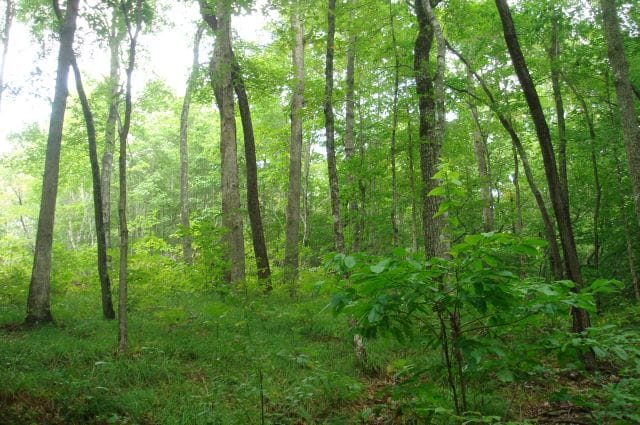 Sugartree Falls Tract 50 photo 6