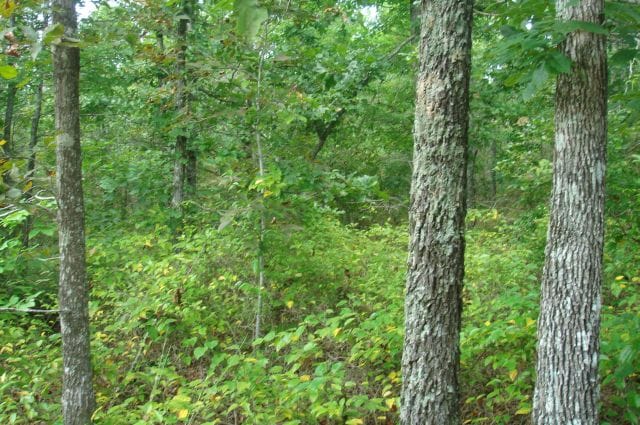 Sugartree Falls Tract 50 photo 7