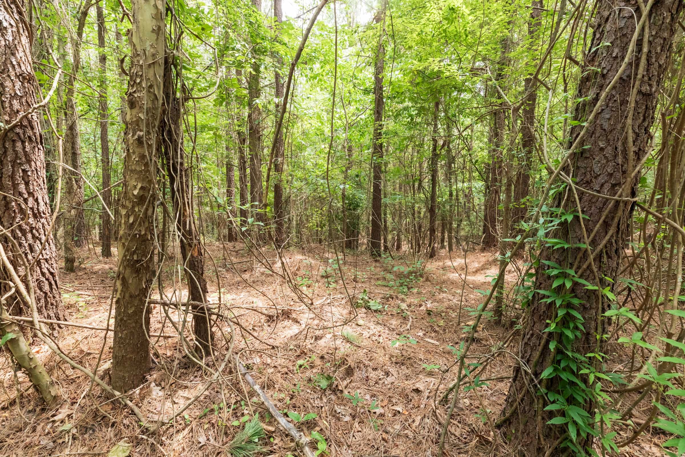 Whiskey Ridge Tract 28 photo 3