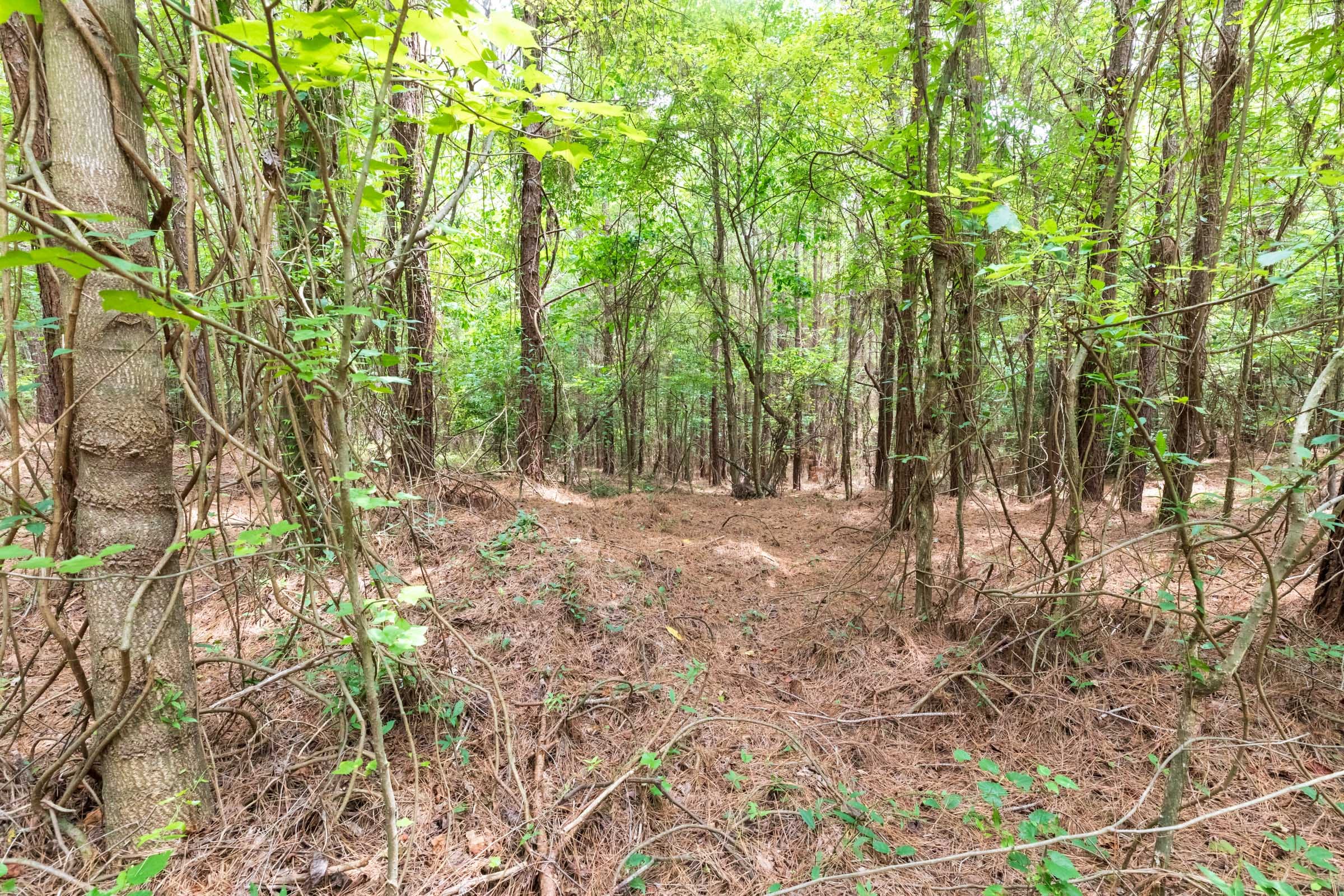 Whiskey Ridge Tract 28 photo 4