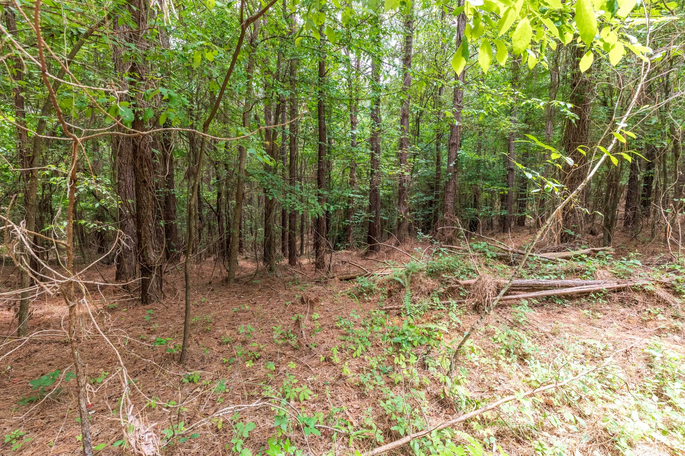 Whiskey Ridge Tract 28 photo 5