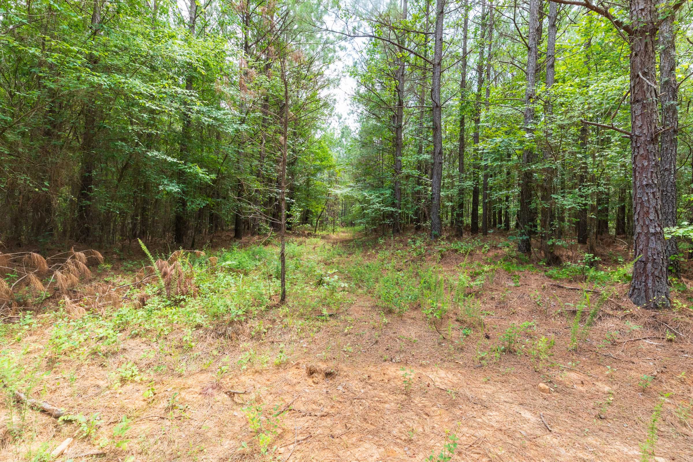 Whiskey Ridge Tract 28 photo 7