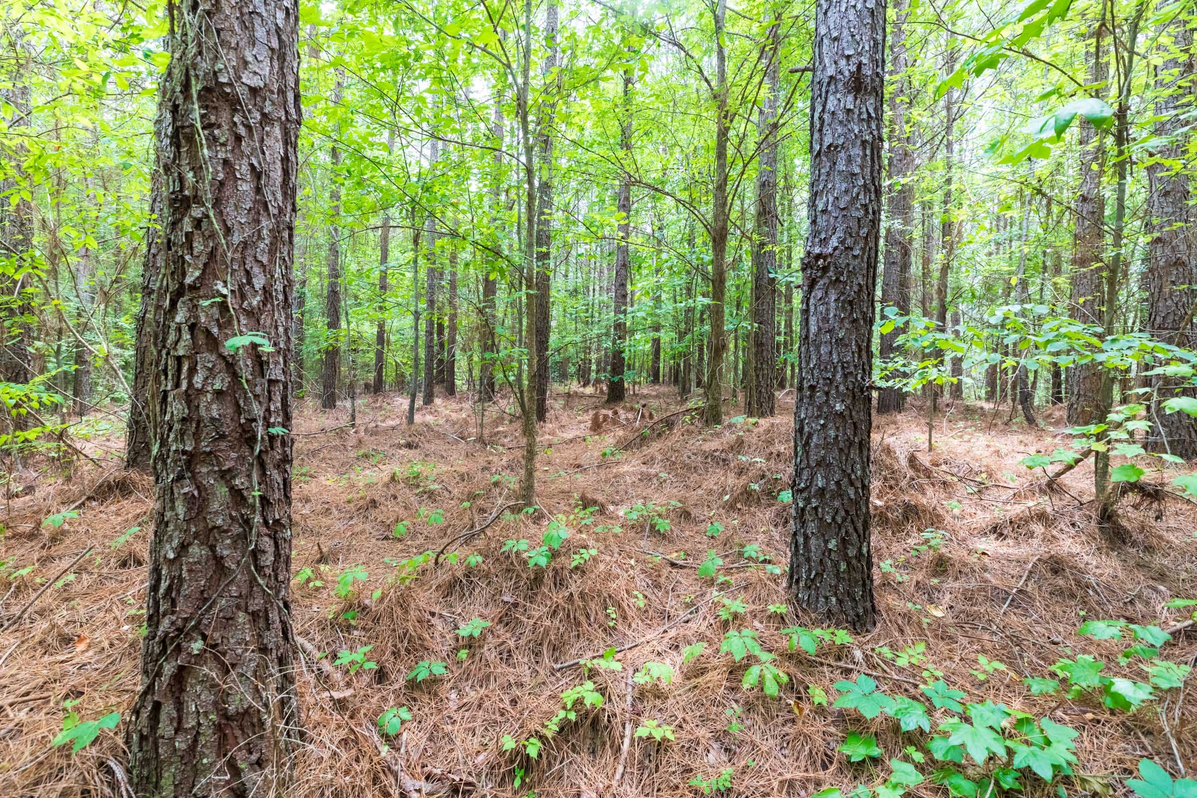 Whiskey Ridge Tract 28 photo 1