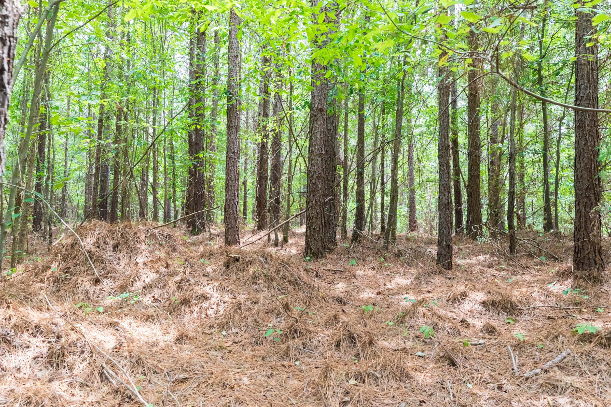 Whiskey Ridge Tract 28 photo 8
