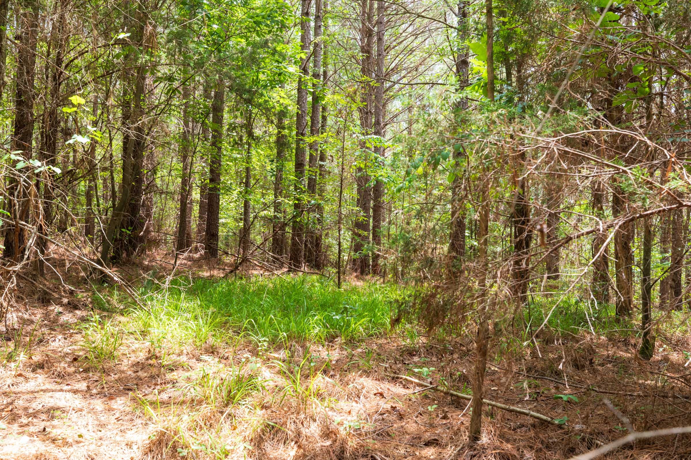 Whiskey Ridge Tract 28 photo 9