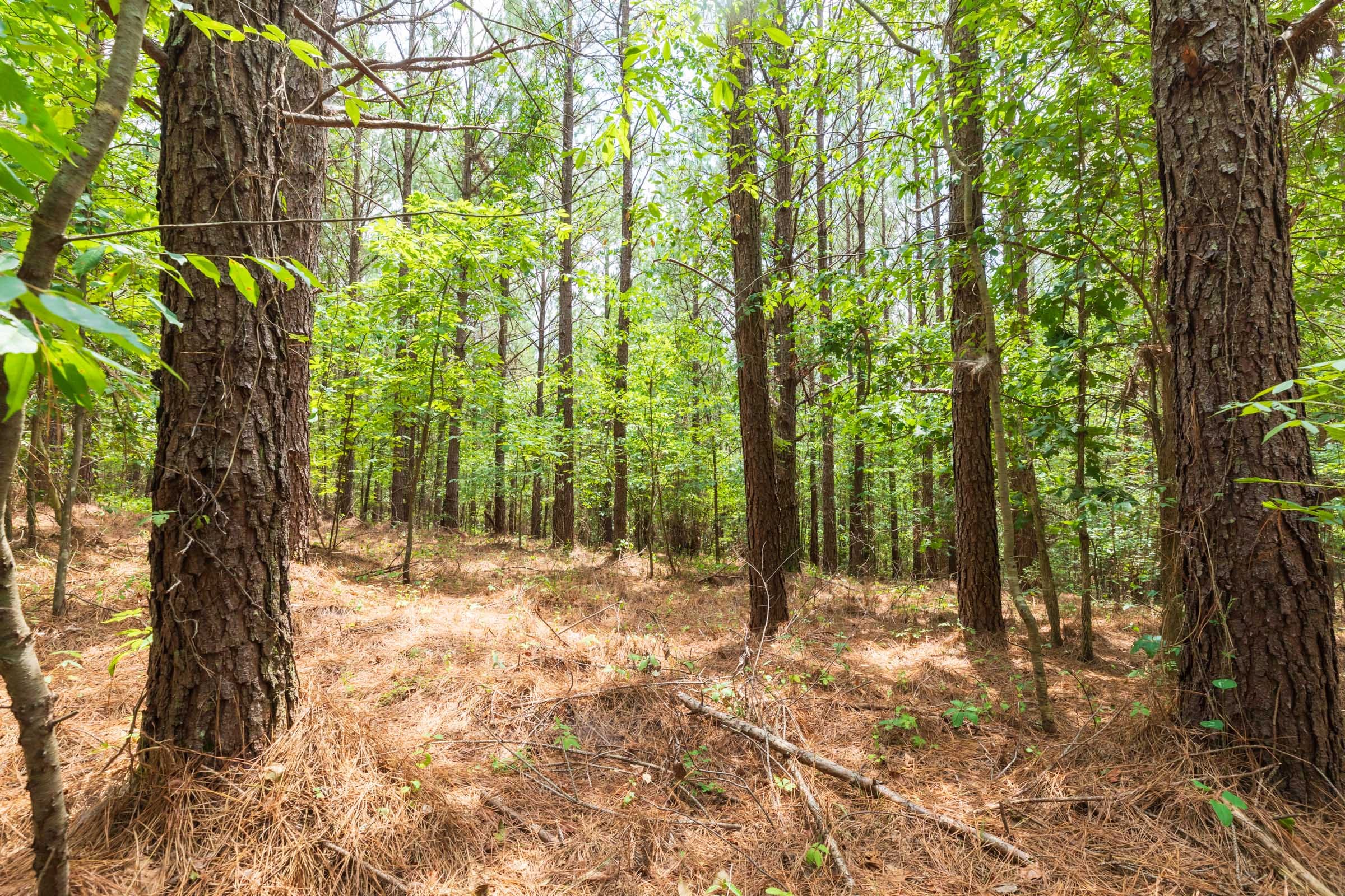 Whiskey Ridge Tract 28 photo 10