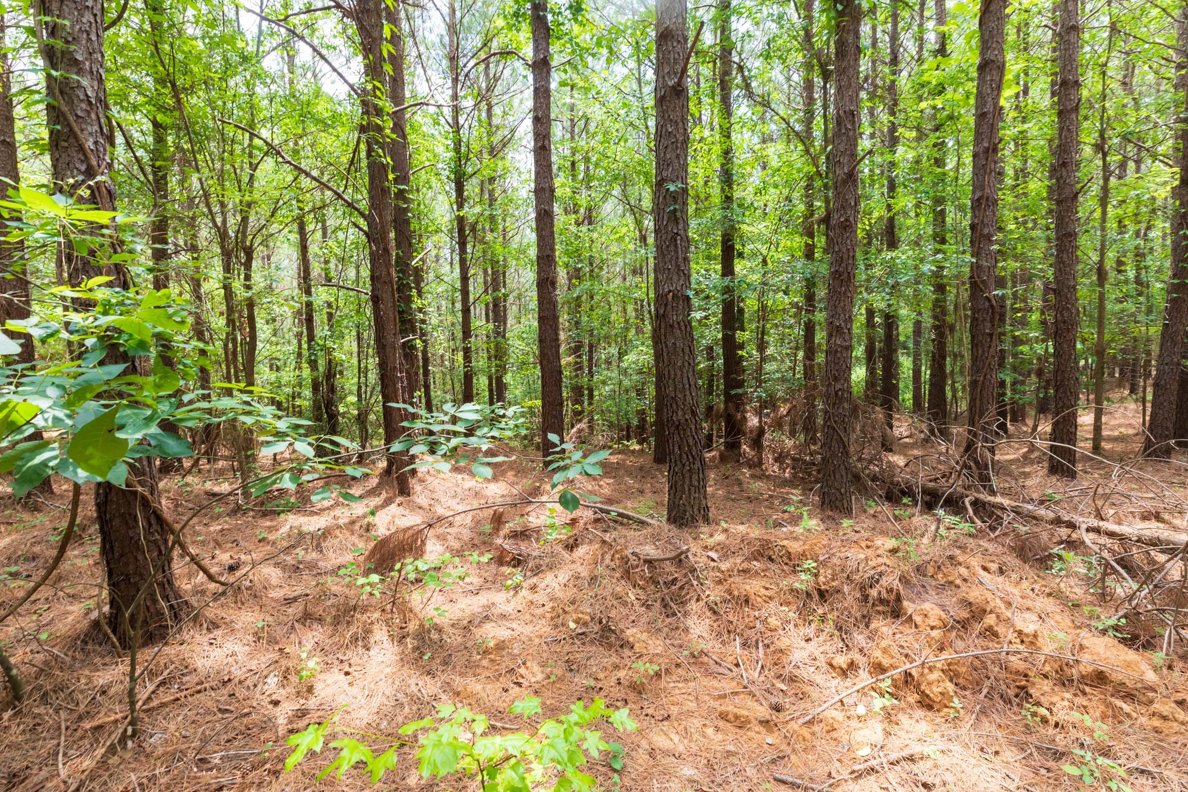 Whiskey Ridge Tract 28 photo 11