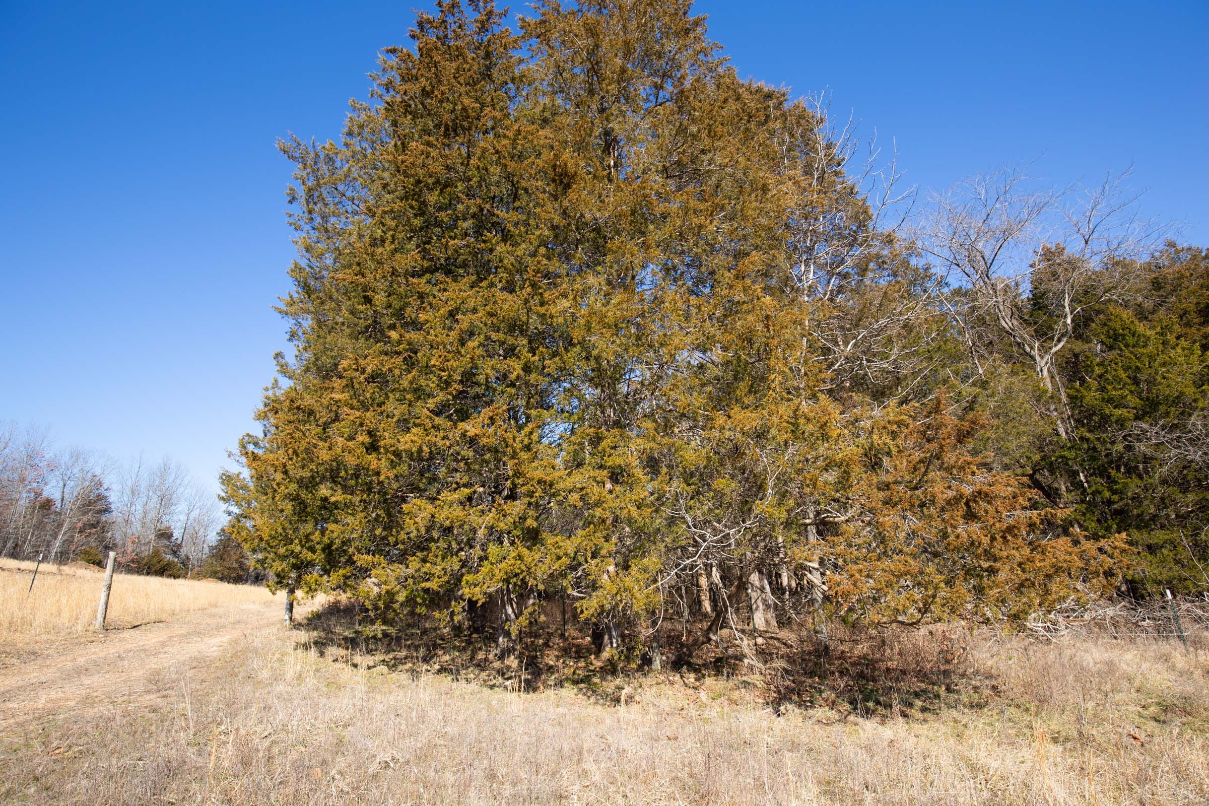 O’Connor Crossing Tract 19 photo 4