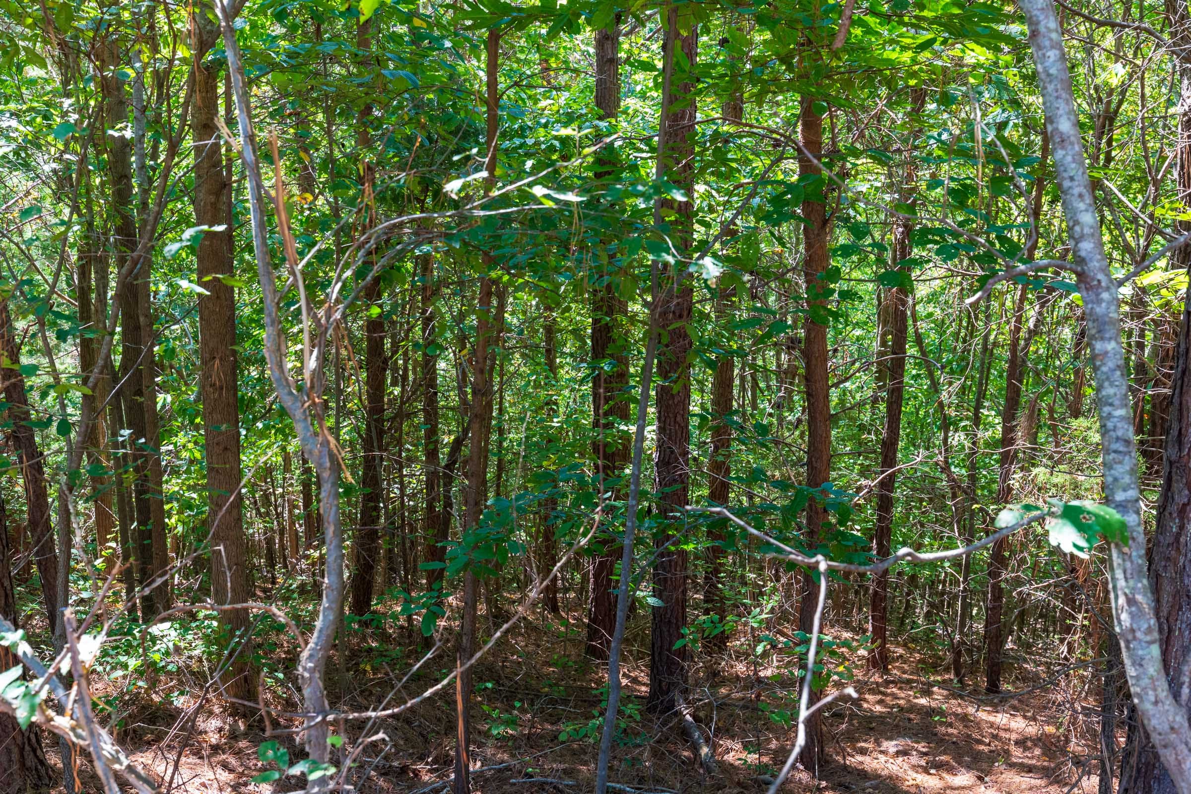 Redemption Ridge Tract 16 photo 5